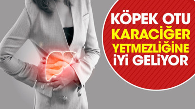 Karaciğer yetmezliğine iyi gelen ot