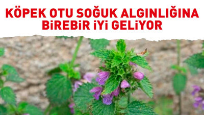 Soğuk algınlığına birebir iyi geen bitki