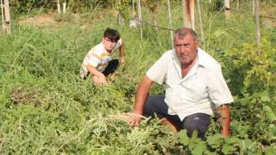 Üzüm bağında yetiştirdi her biri 30 kiloyu geçti
