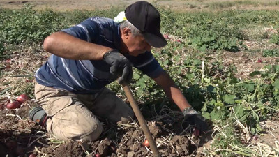 Sadece o ilçeye tarlada 14 kilosu 150 TL