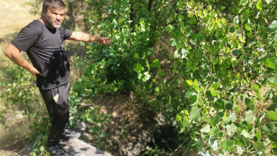 DSİ'nin kanal kapaklarını kapatmasıyla yüzlerce balık öldü