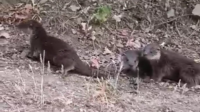 Domaniç’te nesli tükenmekte olan su samurları görüntülendi