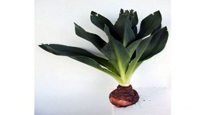 Bağırsakları motor gibi çalıştıran ot ortaya çıktı