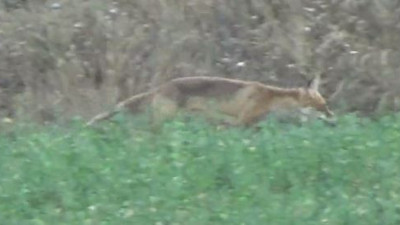 Aç kalan tilki köye indi