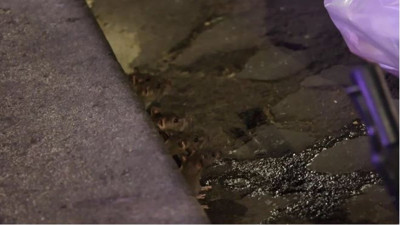 Milyonlarca fare şehri istila etti. Her köşe başından onlar çıkıyor