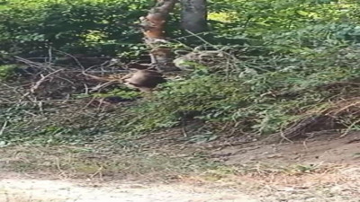 Açlıktan köye inip tele takılan ayı 2 saatlik operasyonla kurtarıldı