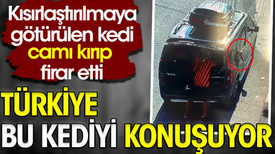 Türkiye bu kediyi konuşuyor. Kısırlaştırılmaya götürülen kedi camı kırıp firar etti