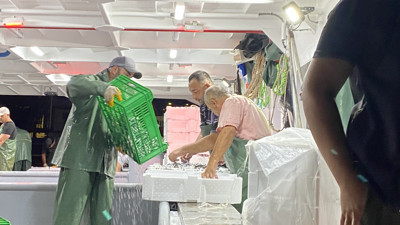 Av yasağının bitmesiyle sezonun ilk balıkları avlandı