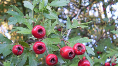 Ekşi muşmula karaciğer yağlanmasına iyi geliyor