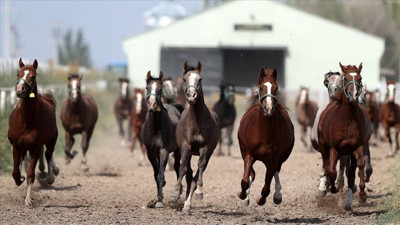 TİGEM'den 30 safkan Arap tayı satışı