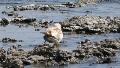 İnci kefalleri gölü terk edince martılar stresten toplu şekilde öldü