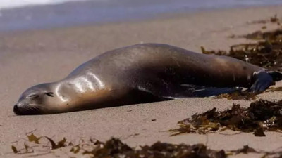 Arjantin'de kuş gribi onlarca denizaslanını öldürdü. İnsanlara bulaşır mı?