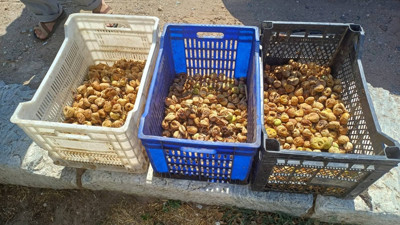 Sultanhisar’da incir hırsızı yakalandı