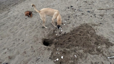 Başıboş köpek soyu tükenmekte olan Caretta Carettaların yumurtalarına zarar verdi