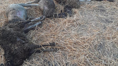 Ahırda çıkan yangında 90 küçükbaş telef oldu