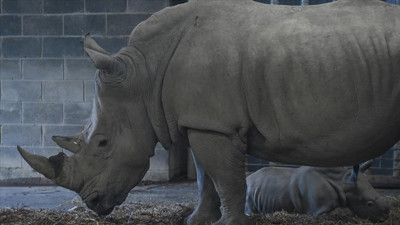 Güney Afrikalı STK satın aldığı 2 bin gergedanı doğaya salacak