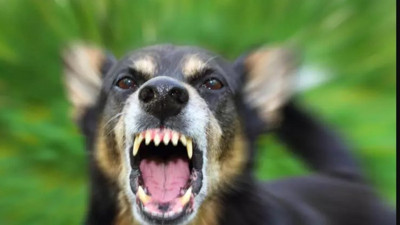 Başıboş sokak köpekleri nedeniyle Türkiye riskli listeye alındı