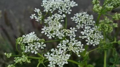 Mucize ot böyle kullanılırsa akciğerleri pırıl pırıl yapıyor