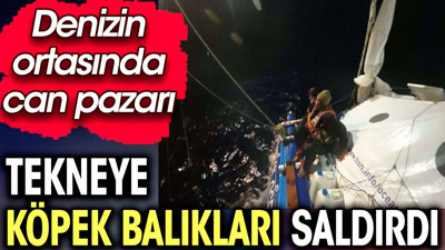 Köpek balıkları tekneye saldırdı. Denizin ortasında can pazarı