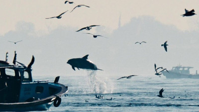 İstanbul Boğazı'nda yunusların dansı: Renkli görüntüler oluşturdu