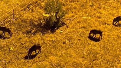 Site sakinleri dışarı korkarak çıkıyor. Homurtuları ortalığı inletiyor