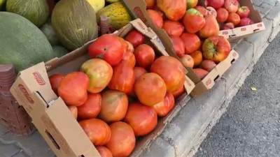Çiftçe ata tohumundan yetiştirdi. Tartıya bakan dondu kaldı
