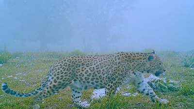 Anadolu parsı fotokapanla görüntülendi. Nesli tehlike altındaydı