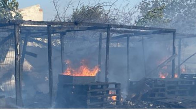 Av köpekleri ölümden döndü