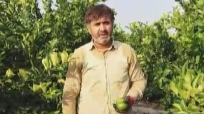 Tüccar çiftçiyi çileden çıkardı. Çiftçi öfkesini ağaçlardan aldı