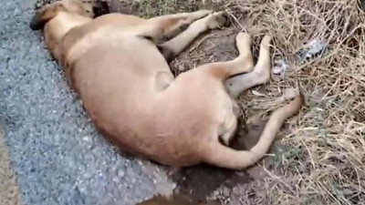 Aydın'da 11 köpeğin ölümü ile ilgili inceleme başlatıldı