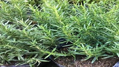 Kuşdili bitkisi astım ve bronşite iyi geliyor