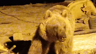 Ayılar şantiyeyi mesken tuttu