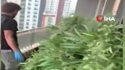 Esrar hasadına polis baskını