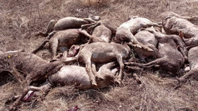 22 koyun aynı anda öldü. Çoban kahroldu