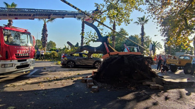 Asırlık çınar ağacı aracın üzerine devrildi