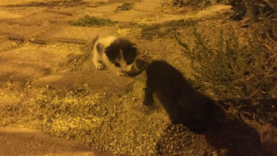 Dış cephe kaplamasının içine sıkışan yavru kedileri itfaiye kurtardı