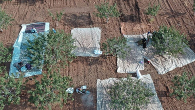 22 milyon ağaçtan toplanıyor kilosu 732 liraya kadar çıkıyor