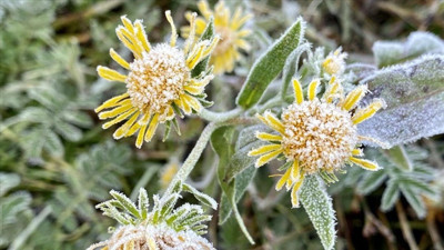 Ardahan'da kırağı oluştu! Soğuk hava etkisini gösterdi