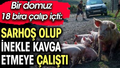 Bir domuz 18 bira çalıp içti: Sarhoş olup inekle kavga etmeye çalıştı