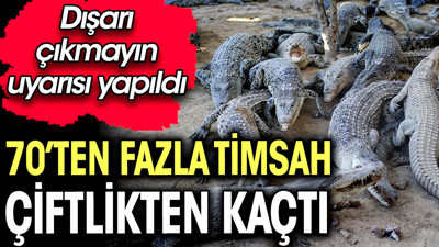 70’ten fazla timsah çiftlikten kaçtı. Dışarı çıkmayın uyarısı yapıldı