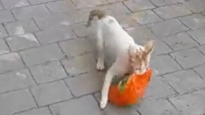 Hamile kedi yavrularına marketten tavuk çaldı