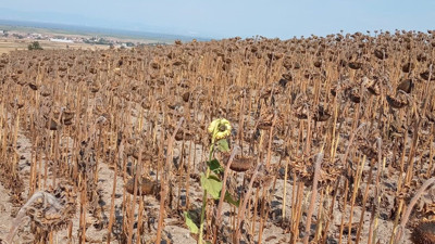 Kuraklık ayçiçeğini de vurdu