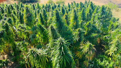 2 bin dekara ekildi hasadı başladı başka yere eken tutuklanıyor