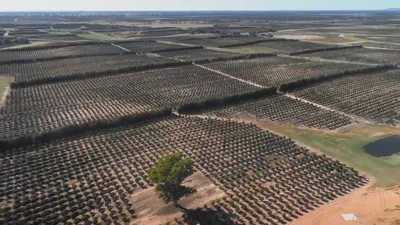 Ferrero'nun dev fındık tarlası görüntülendi. Türkiye'deki fındık alım fiyatını belirliyorlar