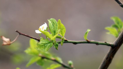 Mevsimi şaşıran meyve ağacı çiçek açtı