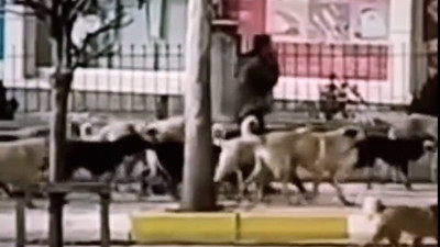 Köpekleri koyun gibi güden adam internette efsane oldu