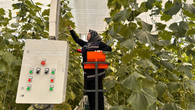 3 dönüme ektiler günde 900 kilo topluyorlar pazarda kilosu 15 TL. Çiftçilerin yüzünü topraksız tarım güldürdü