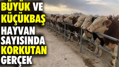 Büyük ve küçükbaş hayvan sayısında korkutan rakamlar