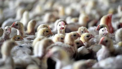 Kuş gribi alarmı. 115 bin hayvan itlaf edilecek