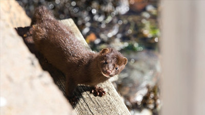 Finlandiya'da kuş gribi gerekçesiyle tüm hayvanları itlaf edecek